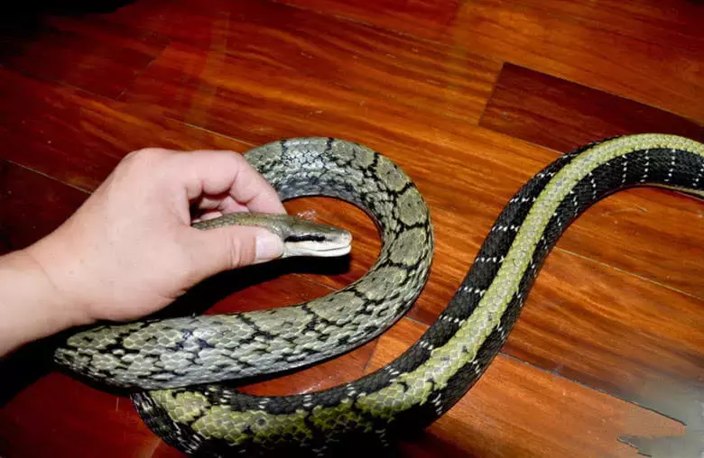 蛇的5大绝命天敌，平头哥仅排第三名，未曾想第一名竟如此优秀