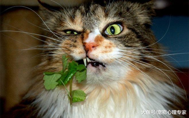 辟谣！猫薄荷用多了会让猫上瘾？成分天然无害却也不可滥用