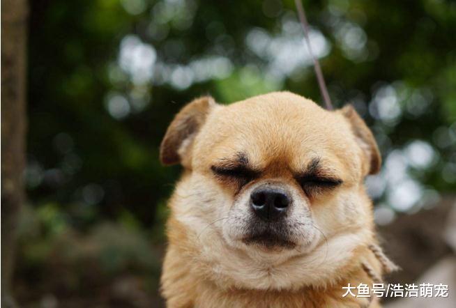 很适合女生养的狗，有它们在身边就像雇个保镖，没人敢欺负你