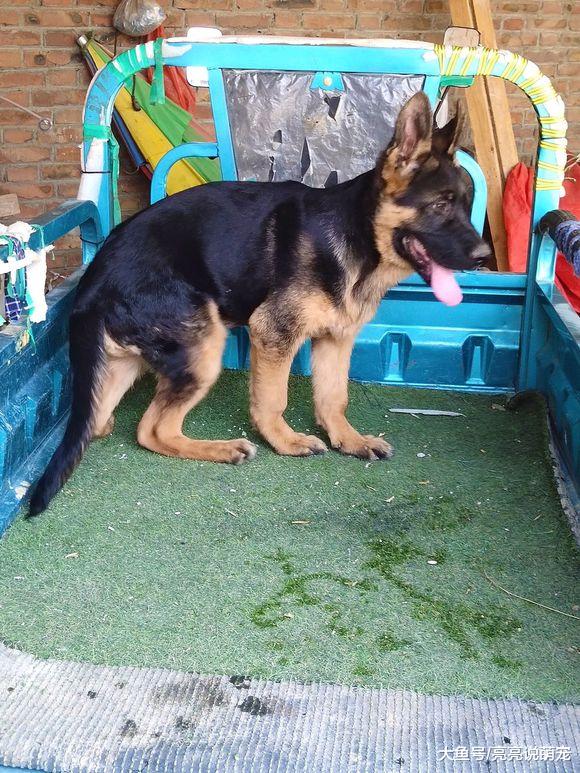 德牧小小年纪就知道看门，它爬到三轮车上去“埋伏”着