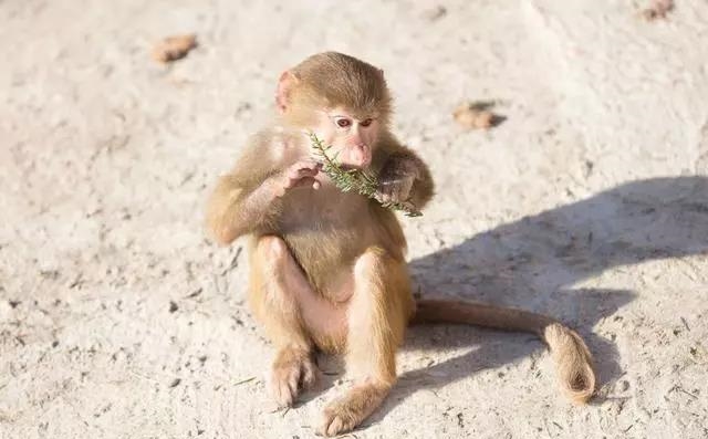 明天开始，大金猴需“小心”，将会惹上“大祸”！