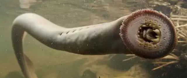 生物獵食, 圖3餓了連自己都吃, 更有蜈蚣活活把蛇吃掉