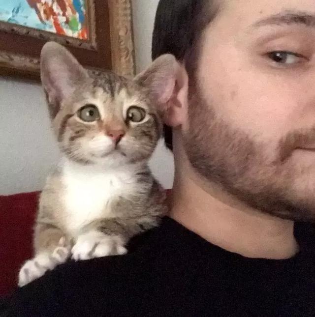 猫咪的眼睛虽然看不见，但是它的可爱依然让它光芒四射