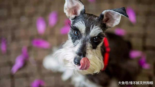 雪纳瑞有这5种表现，证明它并不忠诚，在它心里你只是佣人！