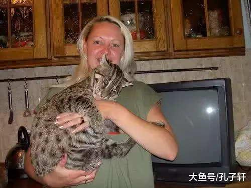 自然界最难养的猫科动物：不是狮子也不是老虎，而是最爱捕鱼的它