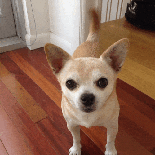 盘点最凶猛的5种小型犬, 我家博美犬上榜, 你家的呢?