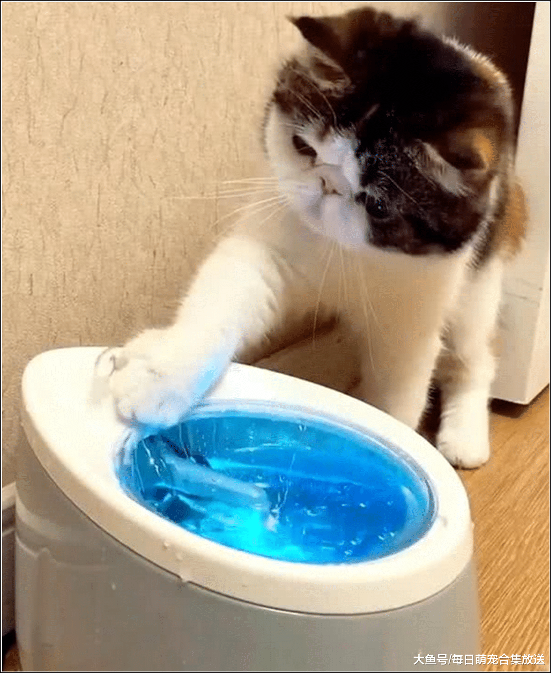 给猫咪买了个饮水机，以为它知道怎么用，结果猫咪的举动就像二哈