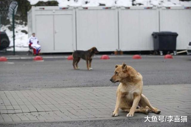 流浪狗遇上宠物狗后的三种表现并非自卑，夹尾离开只因畏惧人类！