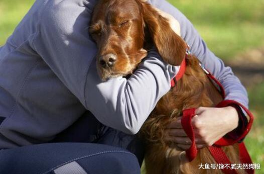 造成狗狗身上有“皮屑”的5大原因，你还不知道吗？