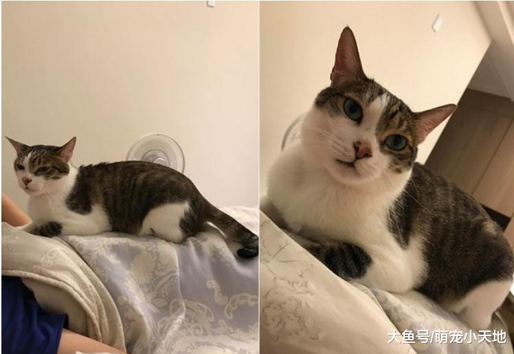 不小心被碰到，懒猫莫名暴怒无影脚狂踢87下，饲主超不解