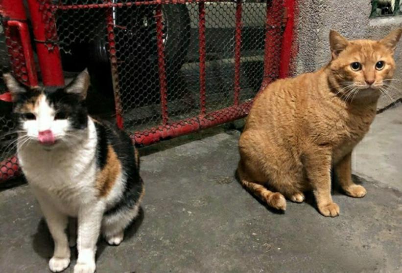 铲屎官很苦恼！回家就被三只胖猫围着，没吃的就进不了门