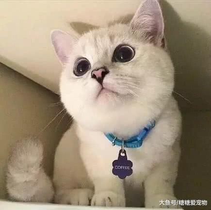 外国男子晒出自家大白猫, 网友仔细一看笑喷: 这是猫啊, 还是狗?