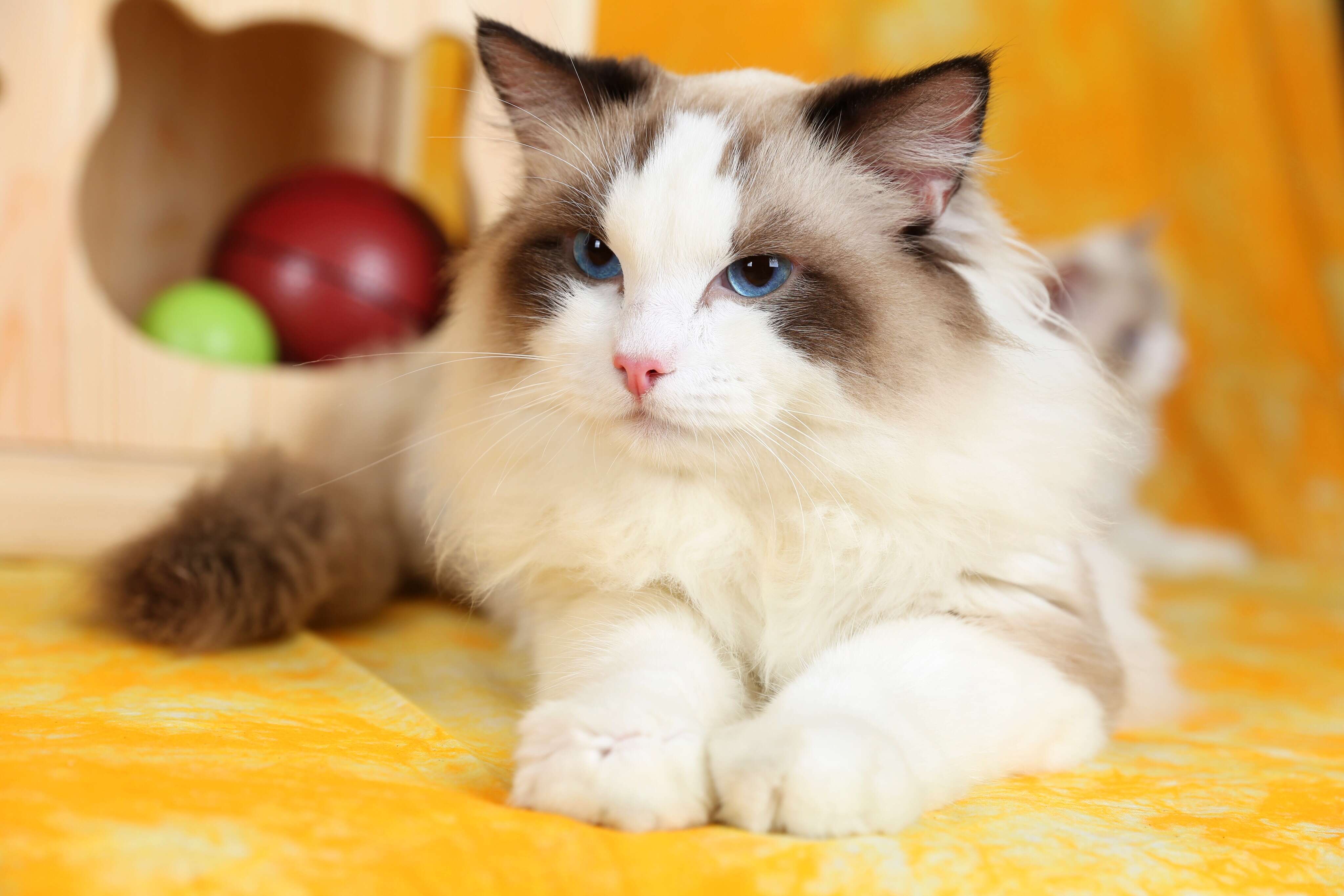 铲屎官注意：买猫回家后，谨防猫咪患上“富贵病”！