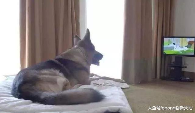 世界上最富有的狗，继承老爸8000万美金，身价25亿拥有豪宅无数