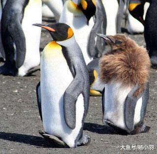 小企鹅成长过程从“奇异果”变“贵妇”造型，网友笑喷：毛裤没了