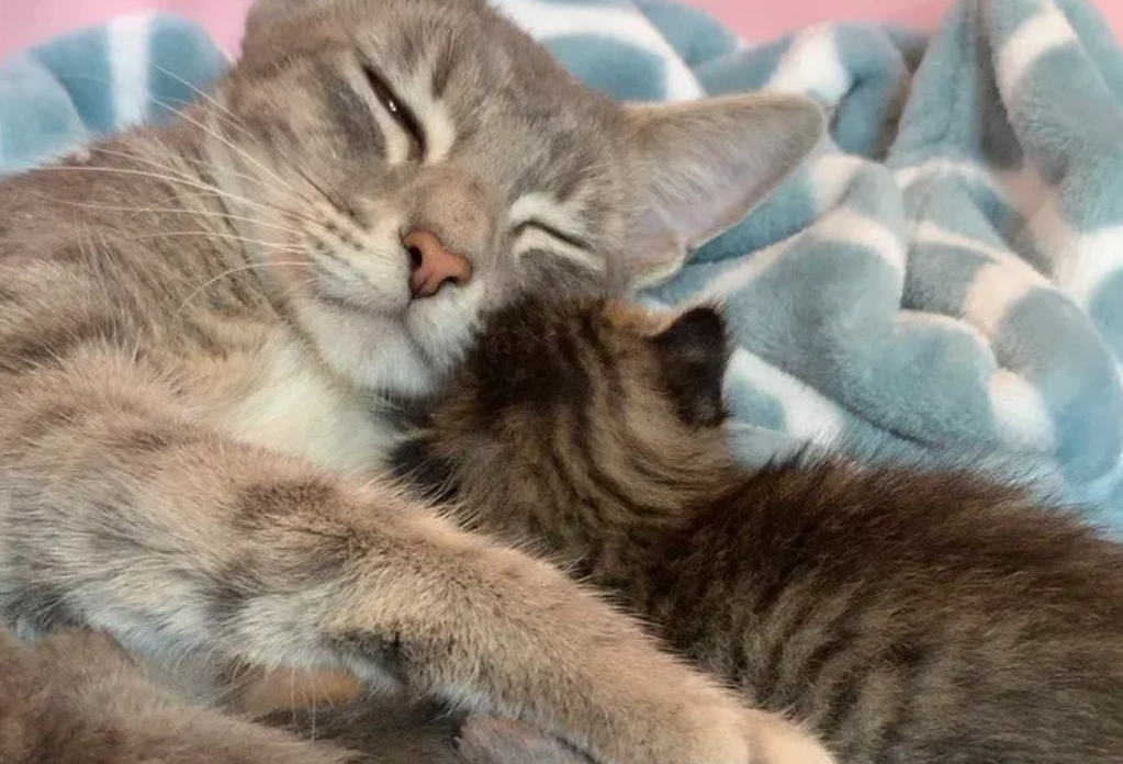 为了拯救自己的孩子，猫妈妈紧紧咬着好心人裤腿，不让他离开