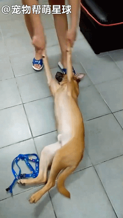 听见这两个字，它秒装晕瘫痪一地，14kg汪被扛上楼：我不要啦~