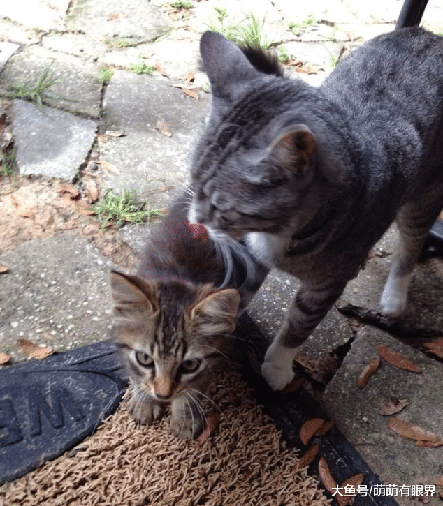 “我可以养它吗”自家猫叼回家一只流浪小奶猫，恳求铲屎官再养一只