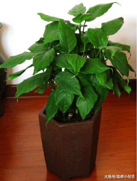 家居植物养哪些好? 有钱人都是选这几种, 回家我也学着做