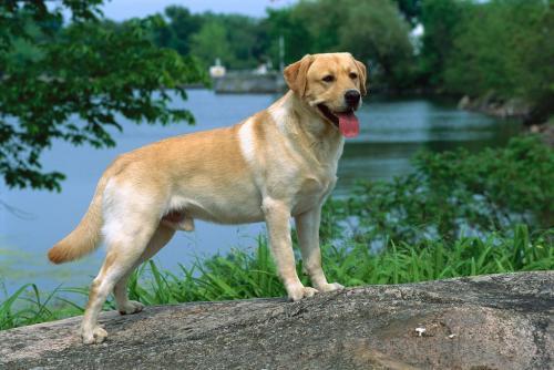 国内10大最喜欢饲养的宠物犬，泰迪第一，金毛第二，你养了哪个？