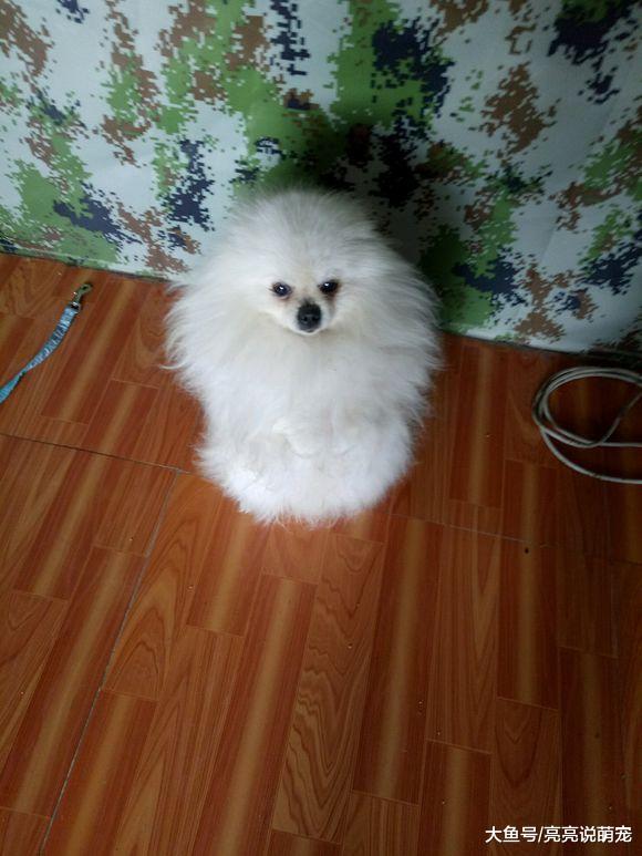 这是博美自己的间房，里边都是它的东西，它好幸福！