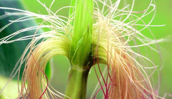 吃玉米时，玉米须不要丢，每天用它泡水喝，3个好处“不请自来”