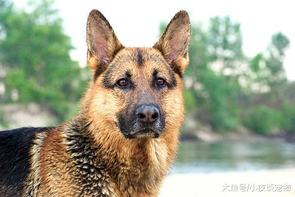 世界上什么狗最好養，世界上最好養的狗排名