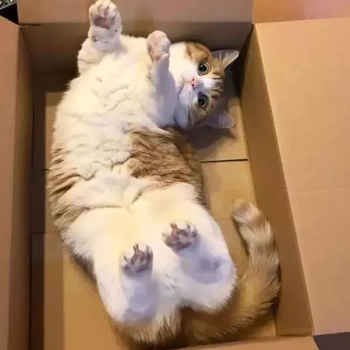 猫主子向你示爱的4个行为，你曾遇到过吗？