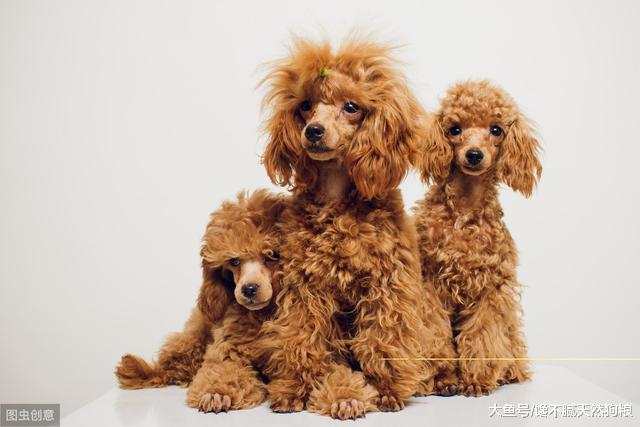 养贵宾犬，奉劝你别养公的，问题特别多