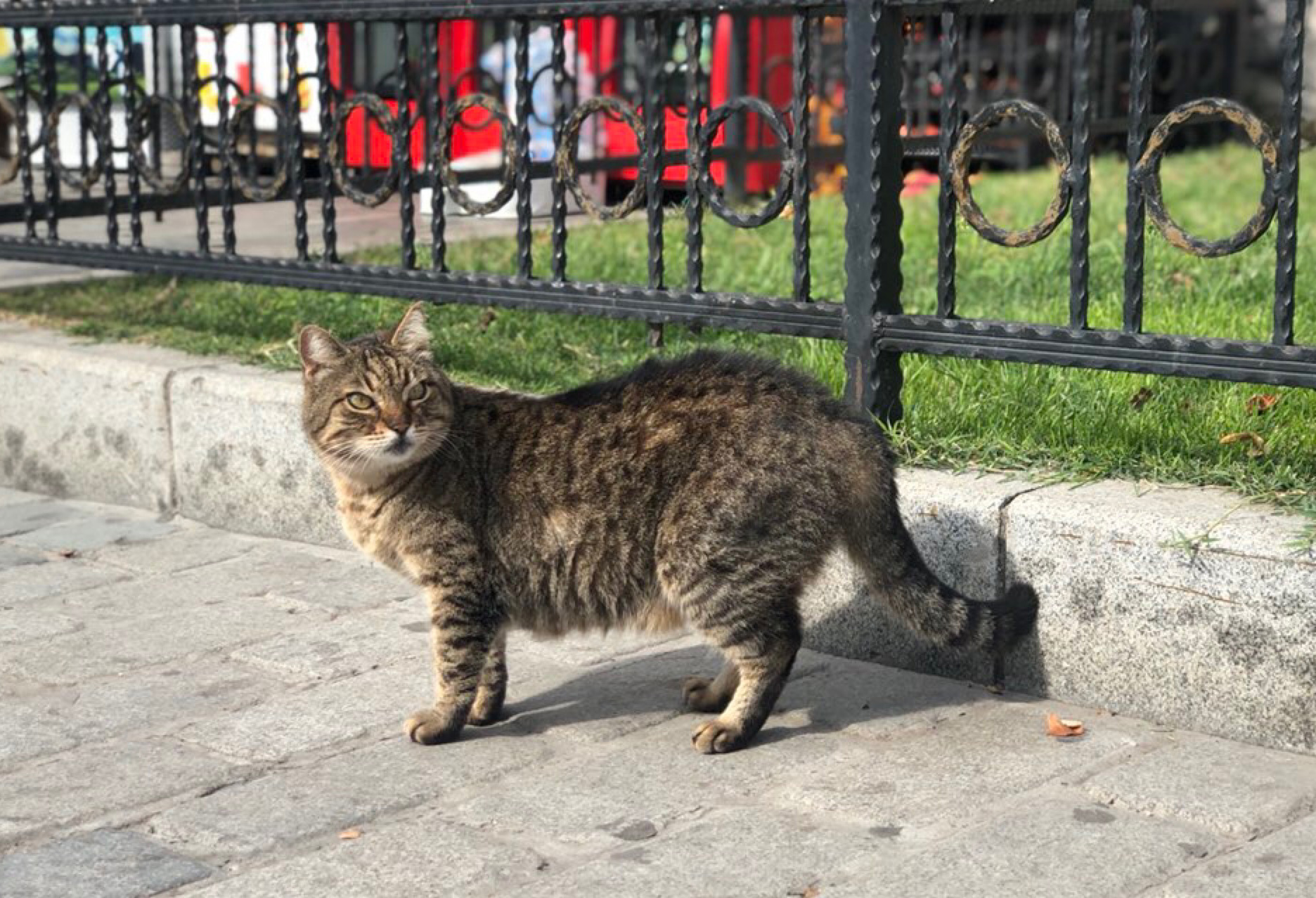 网友随手拍流浪猫，居然拍到一只超凶的讨吃小辣椒！它的动作笑喷