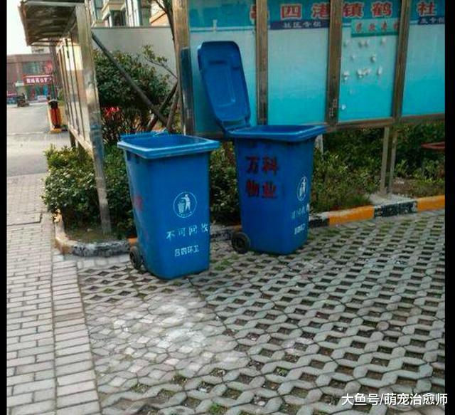 刚出生几天的小狗，被人装进塑料袋扔垃圾桶，好人路过救了它们！