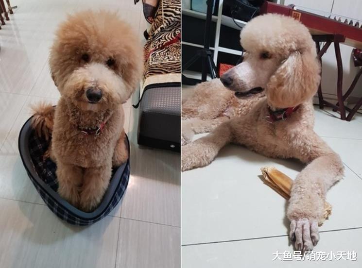 贵宾犬剪毛后变大嘴鸟？网友看对比照后笑炸：确定没抱错只