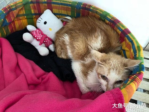 小橘猫藏身于货柜出海，熬过没有食物的35天旅程，偷渡到意大利