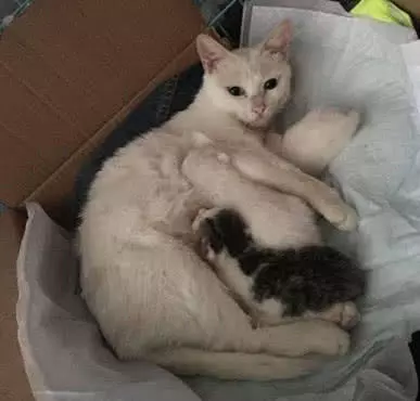 网友偶遇流浪猫打劫，不忍心带回家安顿，不久后收到一份惊喜大礼