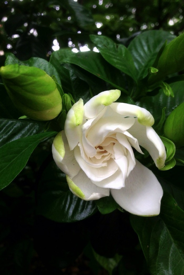 栀子花栽培不好的原因有哪些，这里知道来看看吧