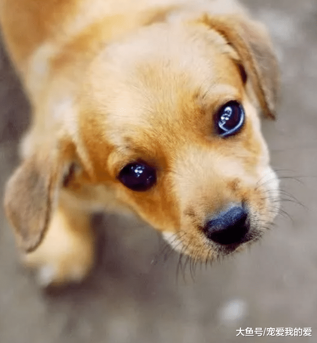 朋友来家里做客，狗狗狂吠拼命阻止他入内，全家人死里逃生