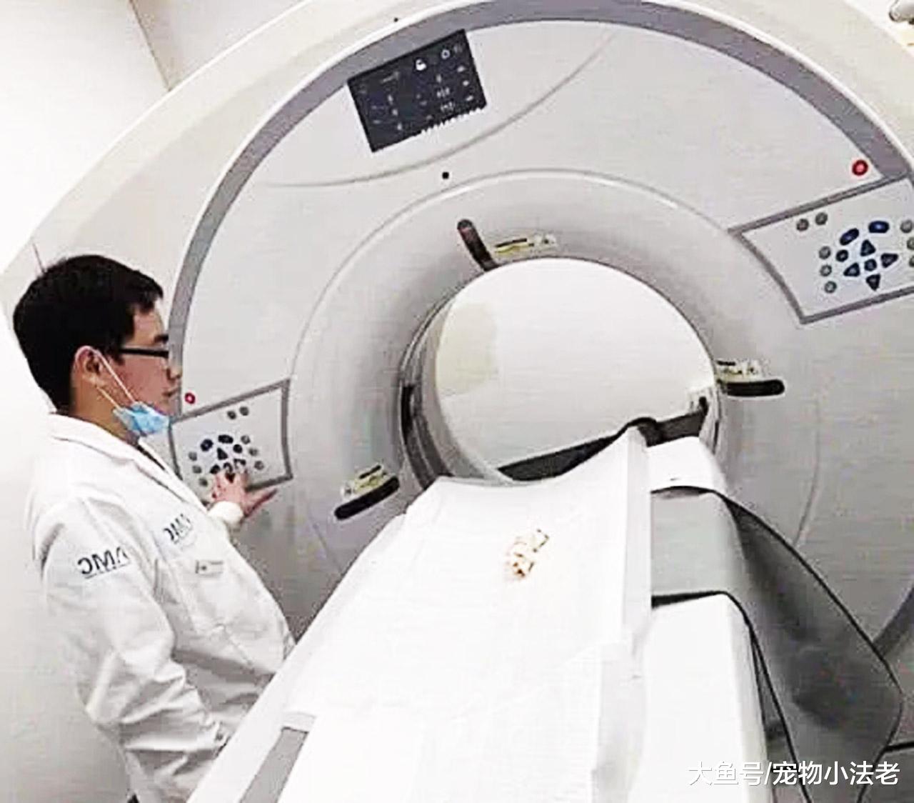 宠物生病，女子带去医院救治，当她看到收费项目时，瞬间蒙逼！