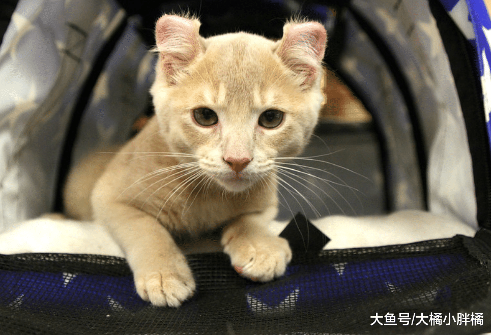 对陌生人容易亲近的5种猫咪，它们都是好脾气，有你家的猫咪吗？