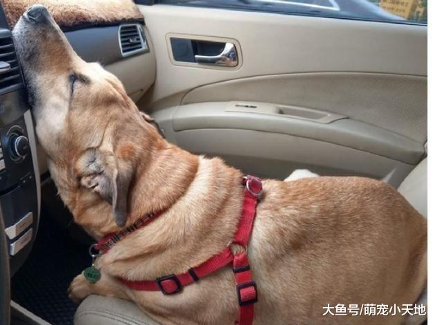 米克斯用瑜珈姿势仰天睡翻，超另类睡法让主人笑：这样也能睡？