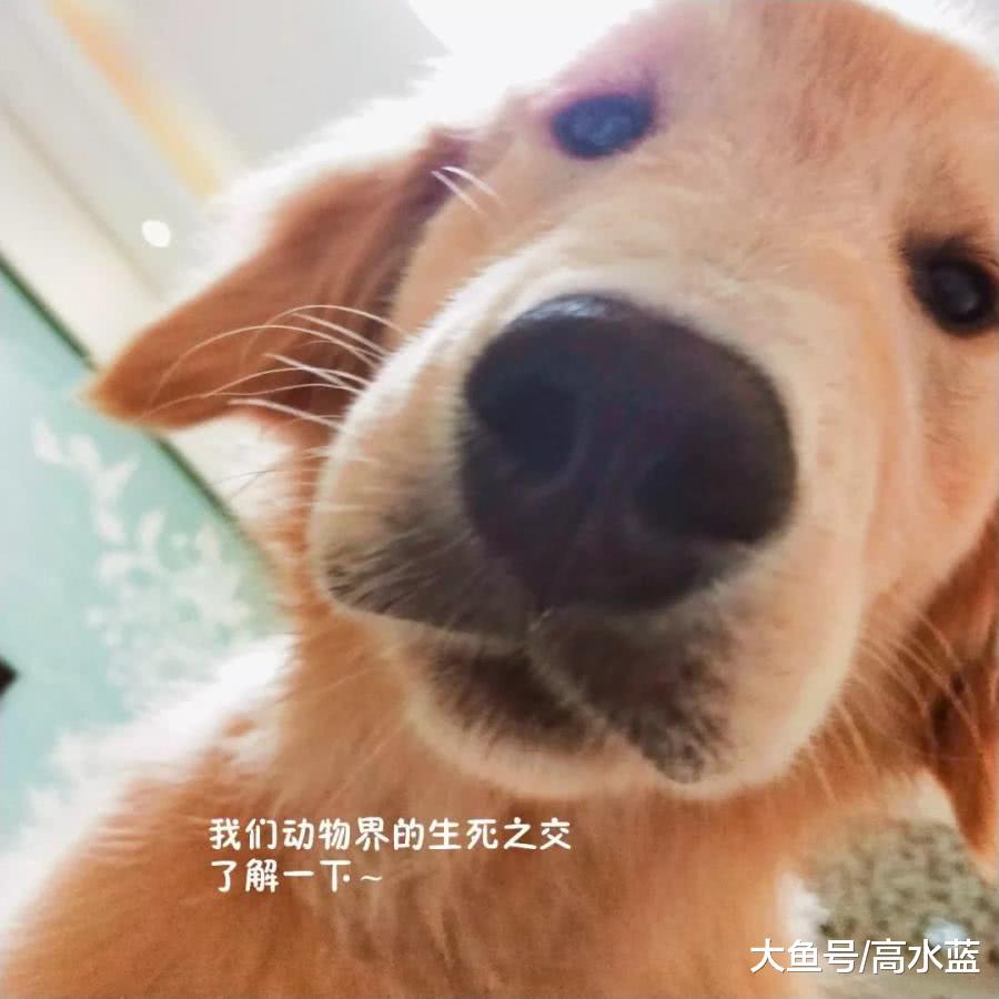 主人要假装要炖狗肉，狗狗竟然这样做，主人瞬间泪崩…