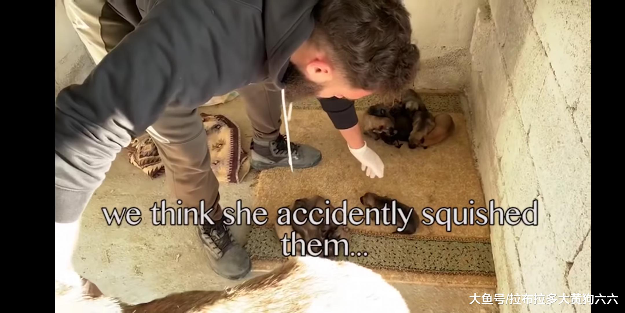 狗妈妈亲眼看见自己刚出生的孩子被主人埋葬，好心酸