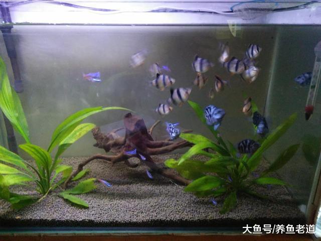 人人都是观赏鱼卖家，家家设立自己的鱼房，一条观赏鱼也可以卖