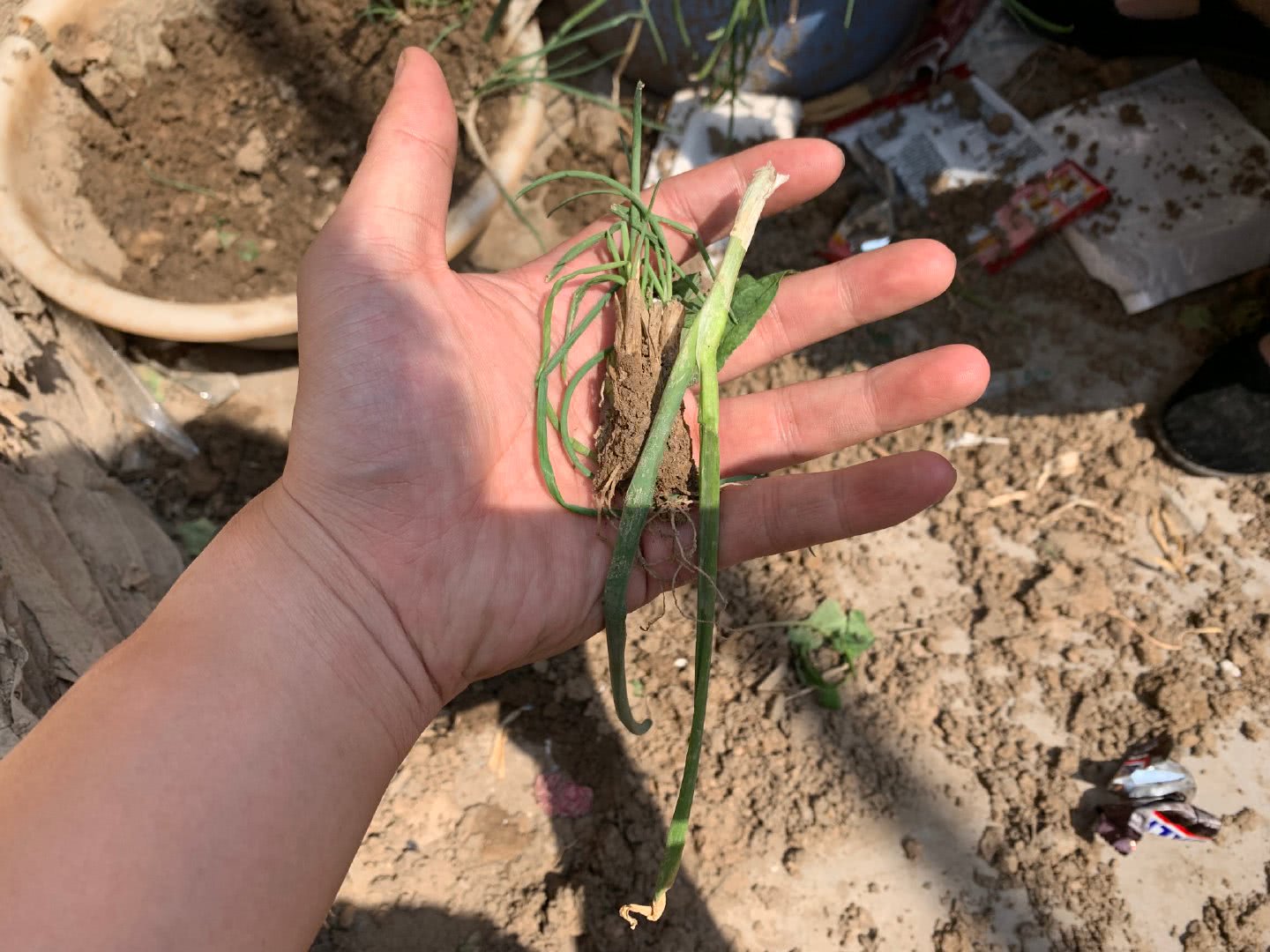 二哈拔光小葱苗，被主人抓现行却死不承认，网友：再来点姜蒜齐活