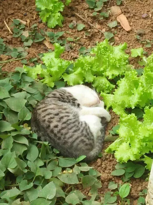 網友到菜地里摘菜，剛要彎下腰，竟發現家里的貓跑到這里睡覺...