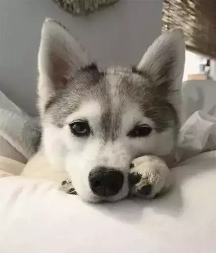 哈士奇和博美生下的孩子，長大后竟變成這樣子，太奇特了