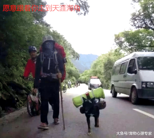 跟随主人走完川藏线, 你佩服狗狗的毅力, 但宠主其实更赞