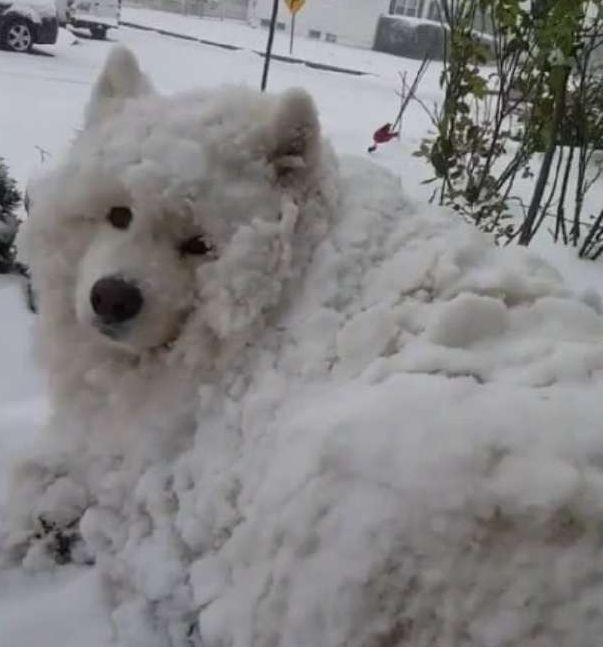 萨摩耶犯错, 被罚到雪里反省, 当再次打开大门时, 主人直接崩溃了