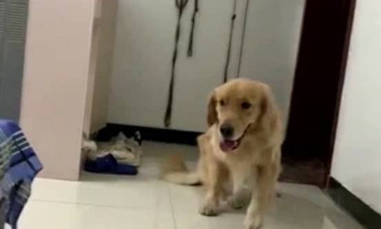 养了一只会吃醋的金毛，是什么体验？