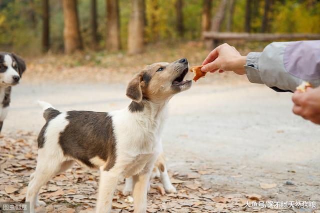如何判断狗狗已吃饱？狗狗吃饱后的3种表现，宠主不要被它骗了