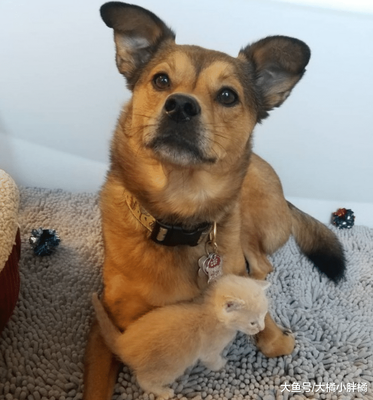 3只小猫被大雨所困，狗狗带着主人去救助，还成功把小猫们哄回家